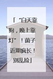 “白天靠狗，晚上靠灯”！菌子近期疯长！别乱捡