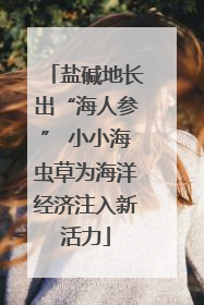 盐碱地长出“海人参” 小小海虫草为海洋经济注入新活力