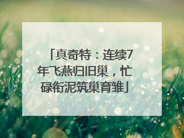 真奇特：连续7年飞燕归旧巢，忙碌衔泥筑巢育雏