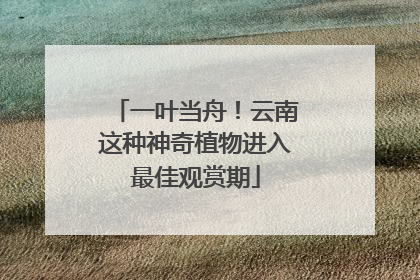 一叶当舟！云南这种神奇植物进入最佳观赏期