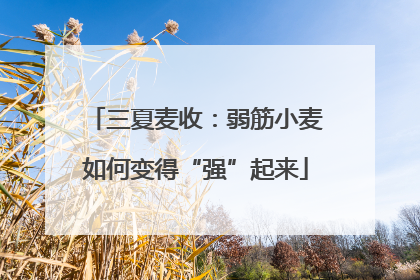 三夏麦收：弱筋小麦如何变得“强”起来