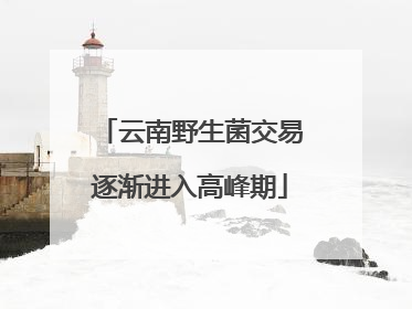 云南野生菌交易逐渐进入高峰期