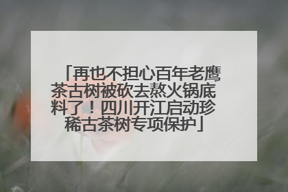 再也不担心百年老鹰茶古树被砍去熬火锅底料了！四川开江启动珍稀古茶树专项保护