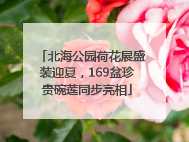 北海公园荷花展盛装迎夏，169盆珍贵碗莲同步亮相
