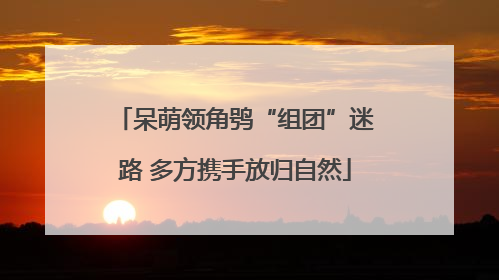 呆萌领角鸮“组团”迷路 多方携手放归自然