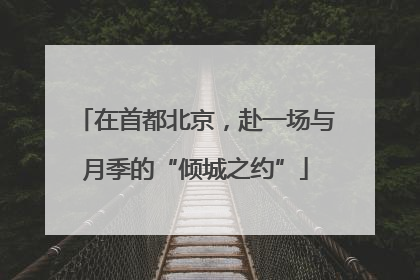 在首都北京，赴一场与月季的“倾城之约”