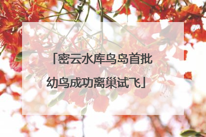 密云水库鸟岛首批幼鸟成功离巢试飞