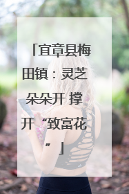 宜章县梅田镇：灵芝朵朵开 撑开“致富花”