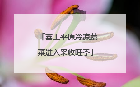 塞上平原冷凉蔬菜进入采收旺季