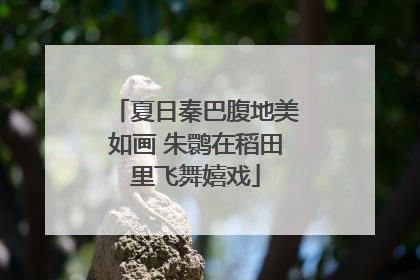 夏日秦巴腹地美如画 朱鹮在稻田里飞舞嬉戏