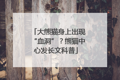 大熊猫身上出现“血洞”？熊猫中心发长文科普