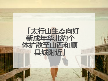 太行山生态向好 新成年华北豹个体扩散至山西和顺县城附近
