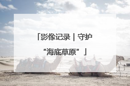 影像记录｜守护“海底草原”
