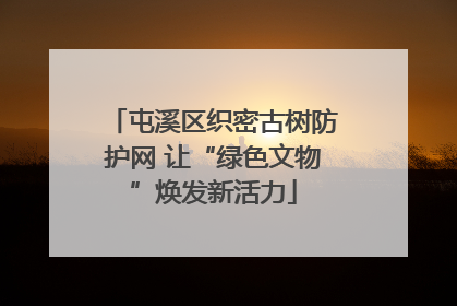 屯溪区织密古树防护网 让“绿色文物”焕发新活力