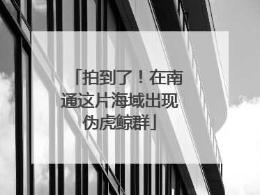 拍到了！在南通这片海域出现伪虎鲸群