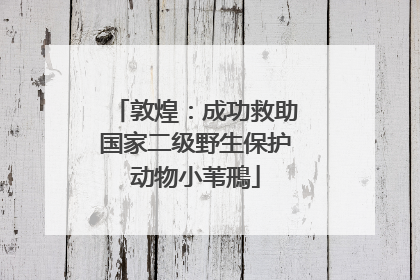 敦煌：成功救助国家二级野生保护动物小苇鳽