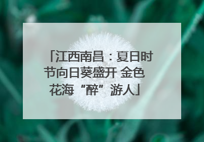 江西南昌：夏日时节向日葵盛开 金色花海“醉”游人