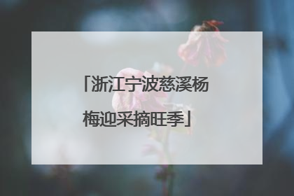 浙江宁波慈溪杨梅迎采摘旺季