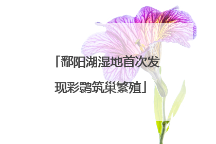 鄱阳湖湿地首次发现彩鹮筑巢繁殖
