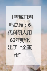 雪域白鸡鸣高原：6代科研人用62年孵化出了“金蛋蛋”