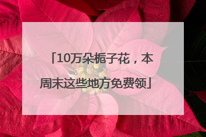 10万朵栀子花，本周末这些地方免费领