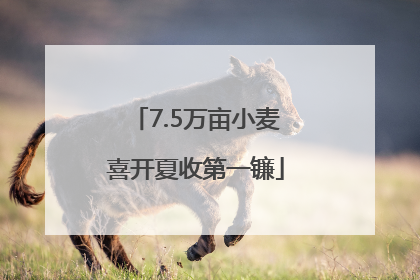 7.5万亩小麦喜开夏收第一镰